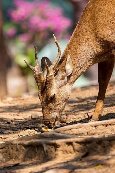 Image Of A Deer On Nature Background Wild Animals Photo And Picture For Free Download - Pngtree