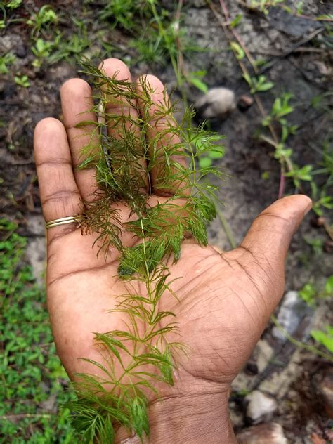 Eurasian Watermilfoil - Clean Lakes Alliance