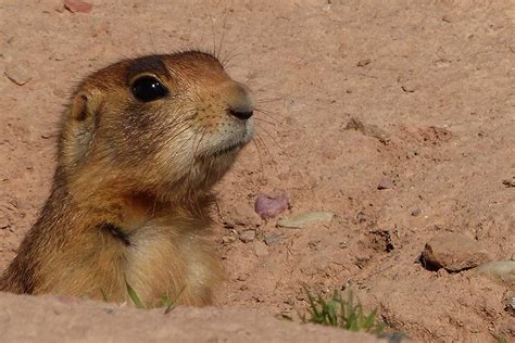 Protecting Utah prairie dog habitat - Species Protection Account