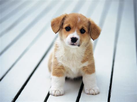 Cats and Dogs Blog: cutest breed of puppies