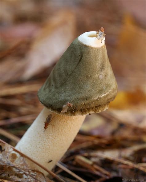 Ravenel’s Stinkhorn Spores Dispersing | Naturally Curious with Mary Holland