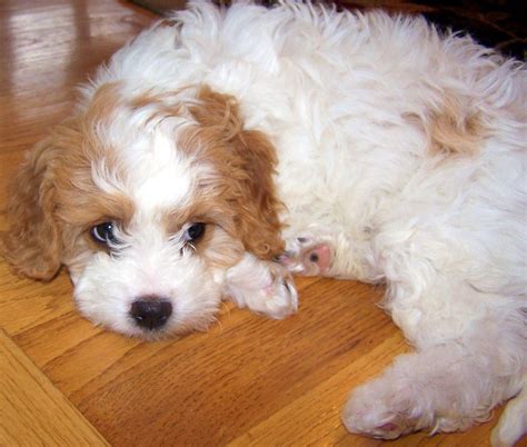 It's been decided. A Cavachon will be my next puppy!