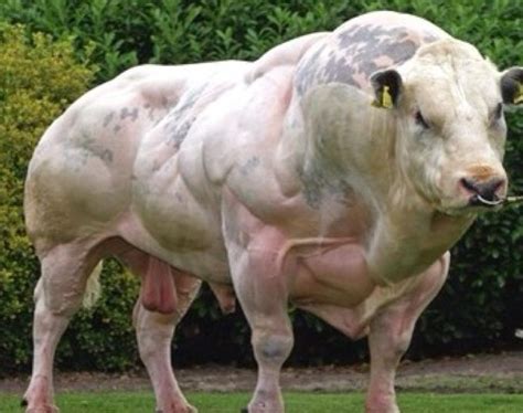 This Belgian Blue Bull is an absolute unit : r/absoluteunit