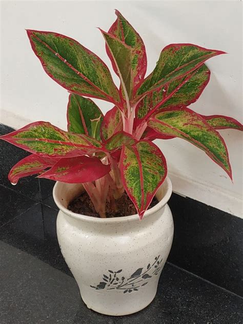 Aglaonema ( lipstick plant ) or the Chinese evergreen plant. | Chinese evergreen plant, Low ...
