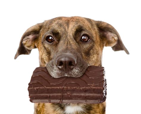 Why Is Chocolate Bad For Dogs? - The Chocolate Journalist