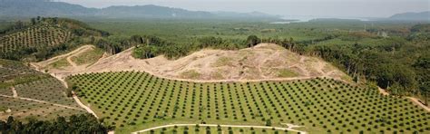 Palm Oil Deforestation: How To Comply With No-Cut Commitments