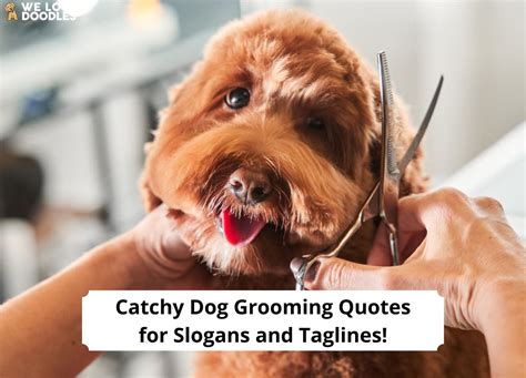 70 Catchy Dog Grooming Quotes for Slogans and Taglines!