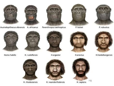 Human evolution as depicted in faces. However skin color in H. erectus and H. heidelbergensis is ...