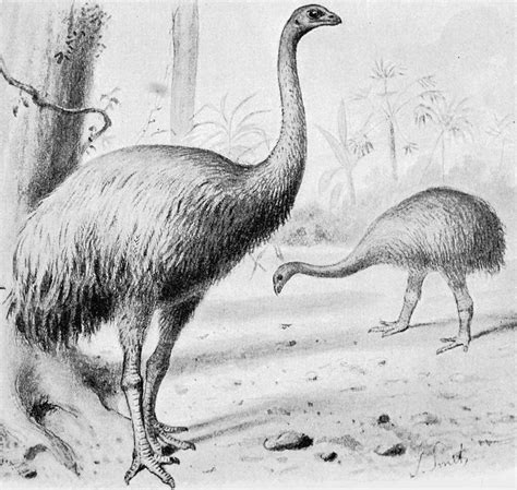 Second study confirms moa's rapid extinction caused by early settlers ...