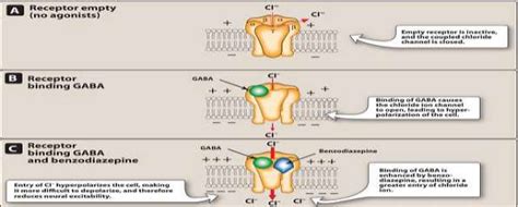 Mechanism of binding of GABA and Benzodiazepine | Download Scientific Diagram