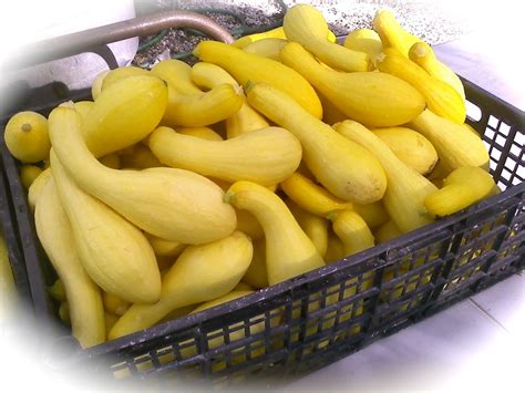 Beasley Farm of Brooksville: Yellow Summer Squash - Nutrition