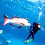 Cairns Underwater Camera Hire: Free with Liveaboard Trips!