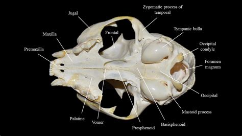 Cat skull | Atlas of Comparative Vertebrate Anatomy