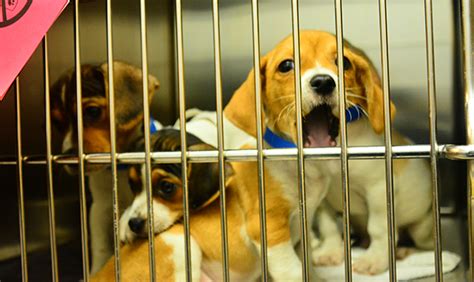 Dog dies in Maricopa County animal shelter from 'strep zoo' infection