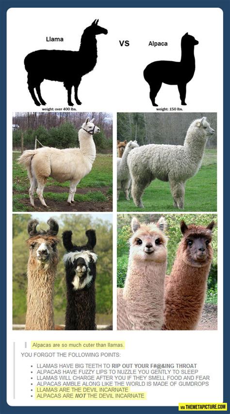 Llama vs. Alpaca…