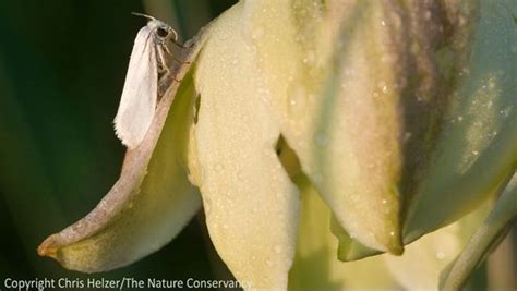 Yucca Plant And Moth