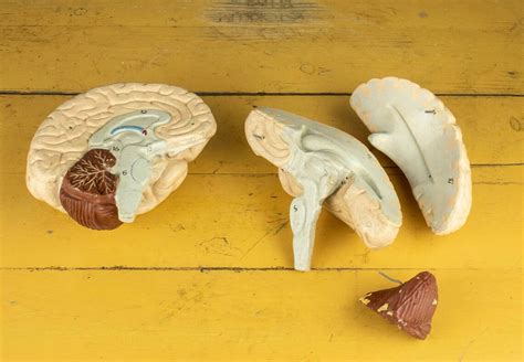 Vintage Plaster Anatomy Model of a Human Brain - Etsy