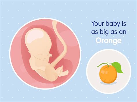 14-weeks pregnant: baby development and diet