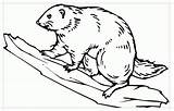 Beaver Coloring Pages To Download And Print For free sketch template
