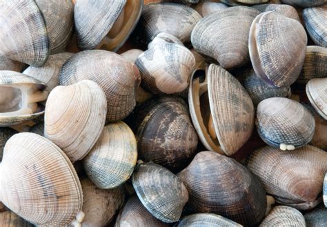 What's The Difference Between Clams and Oysters?