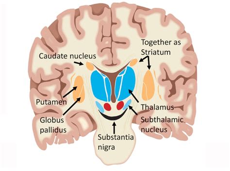 Basal Ganglia, Nigrostriatal Pathway and Parkinson’s – Journey with ...