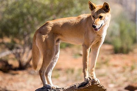 What Animals Live In The Australian Outback | Images and Photos finder