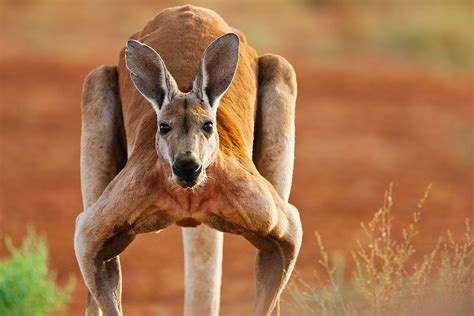 Wild Kangaroo Kills Man and Blocks Paramedics from Saving Him