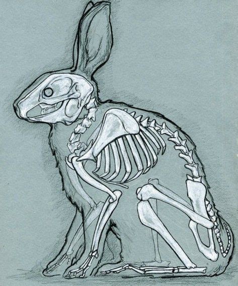 Rabbit Skeleton - Before Yester Year Once More - Rabbit Year | Animal drawings, Animal sketches ...