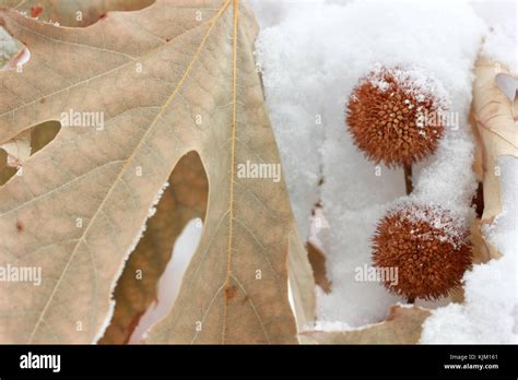 Sycamore tree seedling hi-res stock photography and images - Alamy