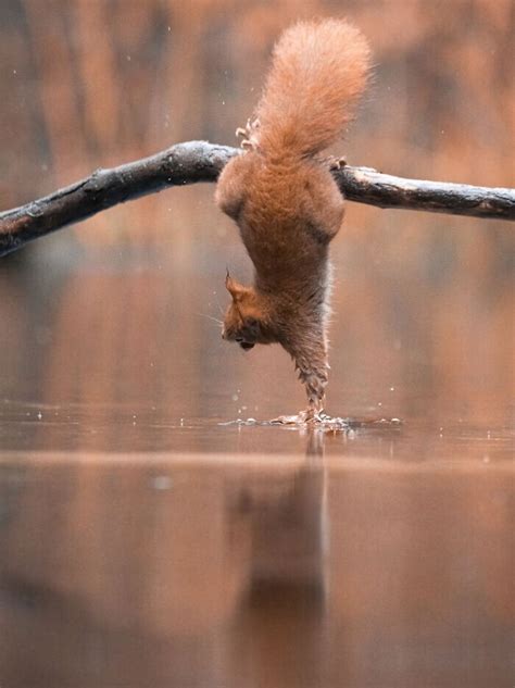 Jumping Squirrels | Others