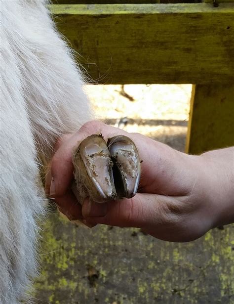 Still Waters Farm: Goat Hoof Trimming (it's easier than it looks)