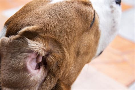 Dog Ear Infections in Boston, MA: 6 Signs to Watch for | Boston ...