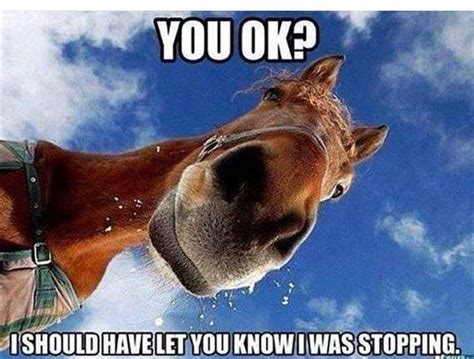 Pin by suzanne bennett on Horses | Funny horse pictures, Funny horses, Funny horse memes