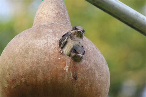 Purple Martin Gourds: How To Attract Purple Martins With A Gourd House