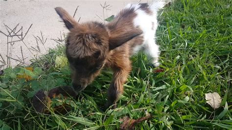 Tiny, deformed baby goat hanging out at a rest stop - YouTube