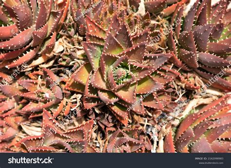 845 Stem full thorns Images, Stock Photos & Vectors | Shutterstock