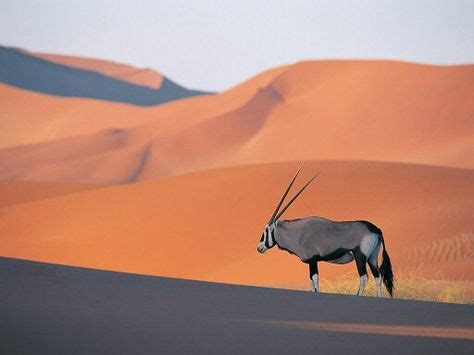 An animal in the desert | Animals beautiful, Animals wild