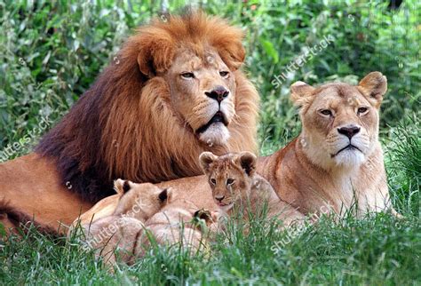 Six Week Old Lion Cubs Glasgow Redaktionelles Stockfoto – Stockbild | Shutterstock