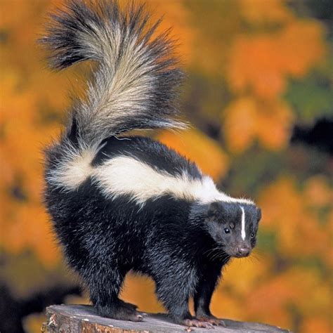 Canadian Wildlife Federation on Instagram: “The striped skunk seems to ...