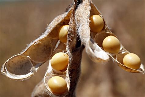 11 Highly Improved Soybean Varieties With Amazing Yield And Features | NOBOWA.com