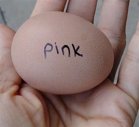 Pink Chicken Egg | Organic chicken, Chicken eggs, Duck eggs