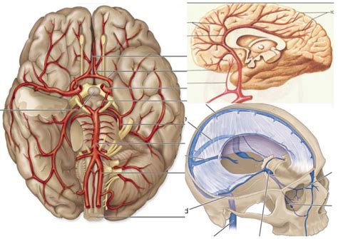 Cerebral Circulation Diagram | Quizlet