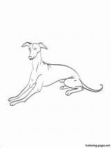 Greyhound Coloring Page At GetColoringscom  Free Printable Colorings sketch template