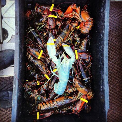 Rare white lobster caught out of Stonington, ME : pics