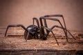 Image of black spider | CreepyHalloweenImages