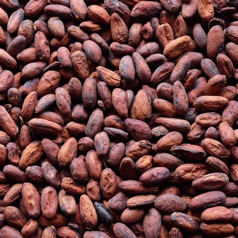 Raw Cacao / Cocoa Beans Chocolate Organic Arriba Nacional Bean | Etsy