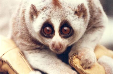 Bengal Slow Loris Profile, Description, Diet, Habitat, Traits - Primates Park