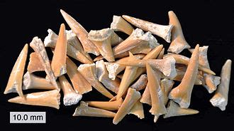Shark tooth - Wikipedia