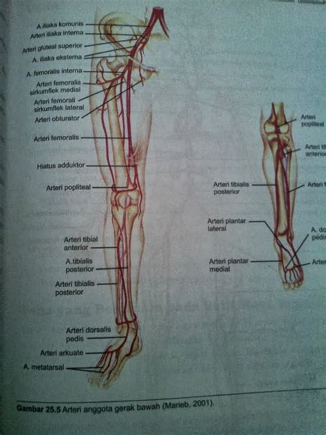 Mell's: Pembuluh Darah Arteri dan Vena