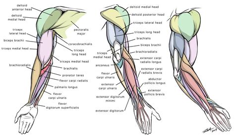 Arm Anatomy Diagram for Artists by https://www.deviantart.com ...